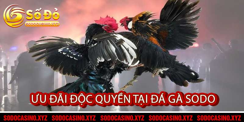 Ưu đãi độc quyền tại đá gà Sodo